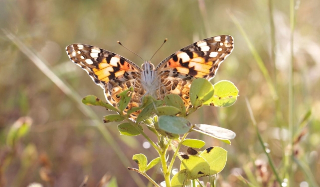 painted lady butterfly 