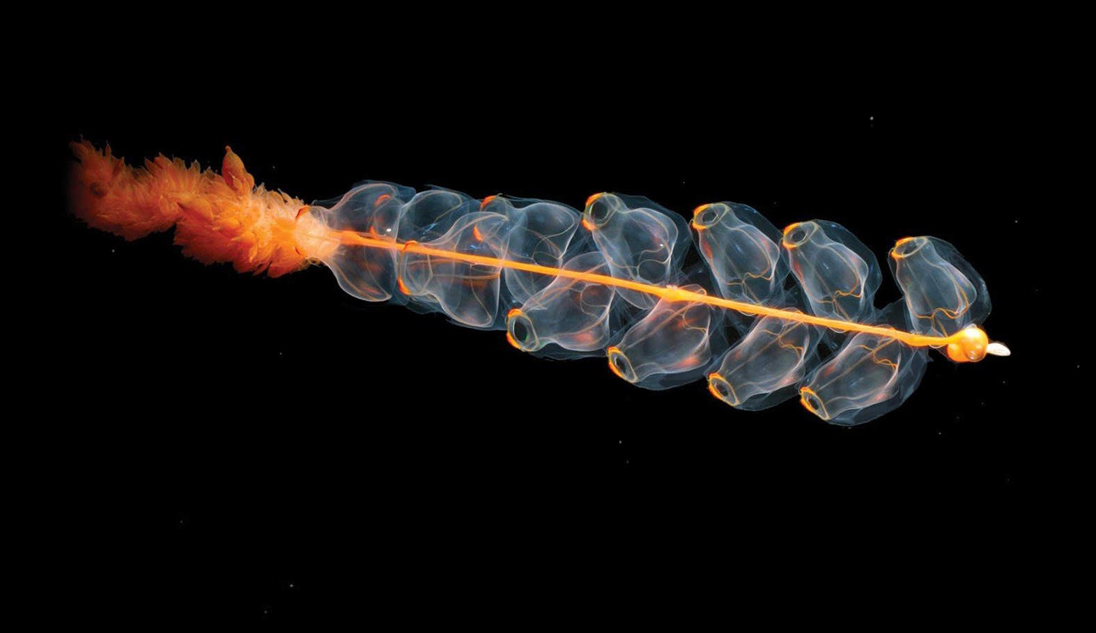 Translucent sea creature showcasing the complex beauty of life on Earth with a chain of beaded structures on a black background.