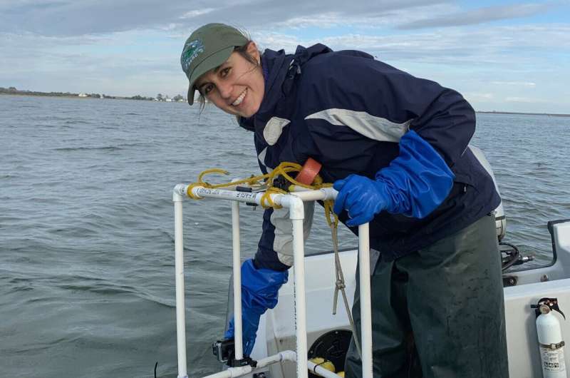 Restored oyster reserves host more marine life