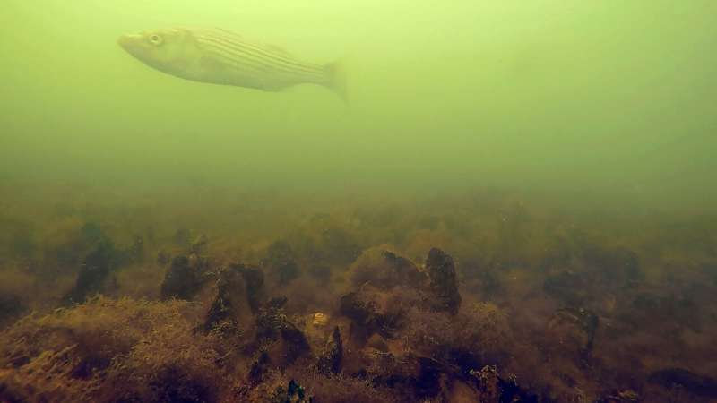 Restored oyster reserves host more marine life