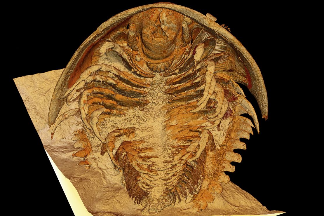 A microtomographic reconstruction shows the newly discovered species of trilobite Gigoutella mauretanica found in the Tatelt Formation in the High Atlas Mountains.