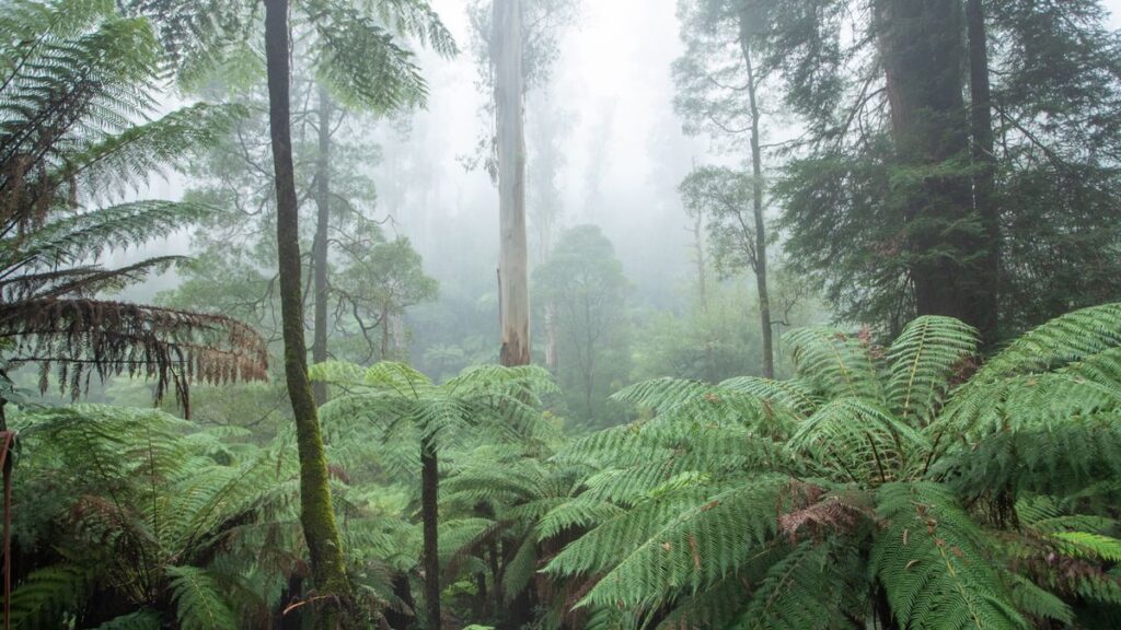 Lush forest filled with tall Mountain Ash and ferns, located in the Yarra Ranges National Park, Victoria