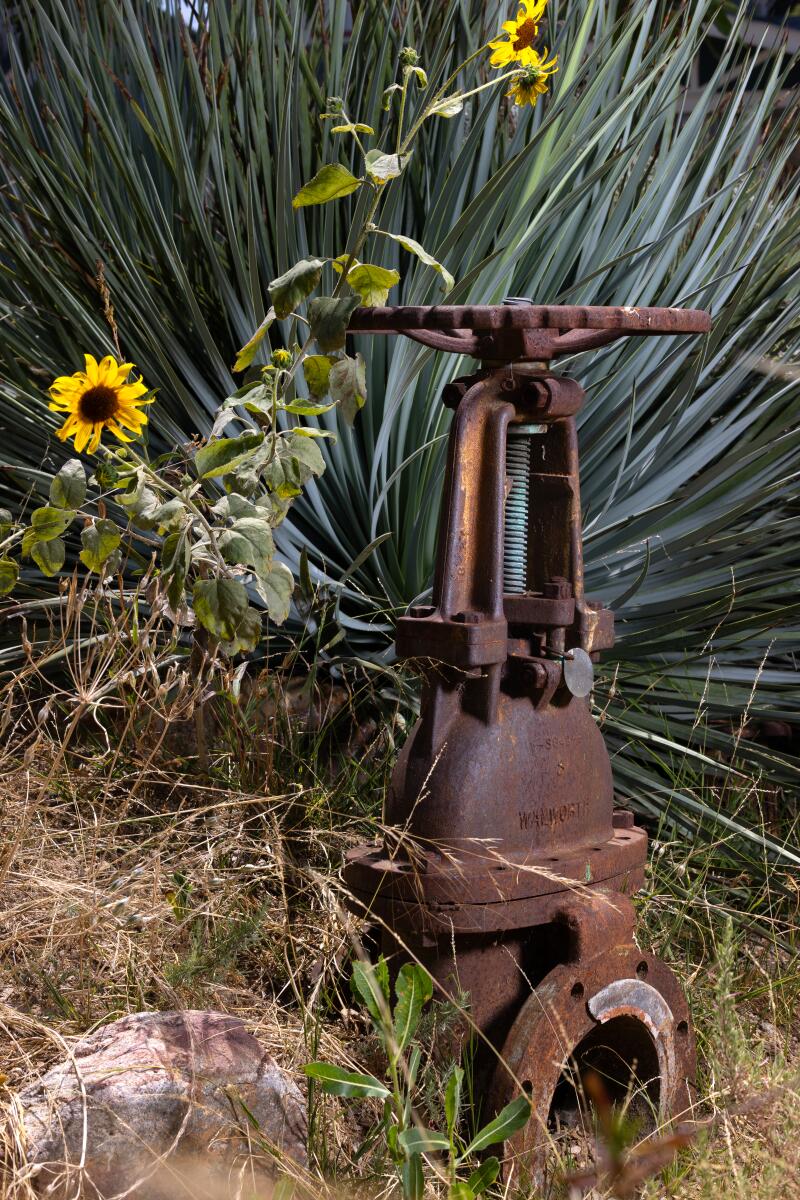 A rusted metal object sits surrounded by plants.