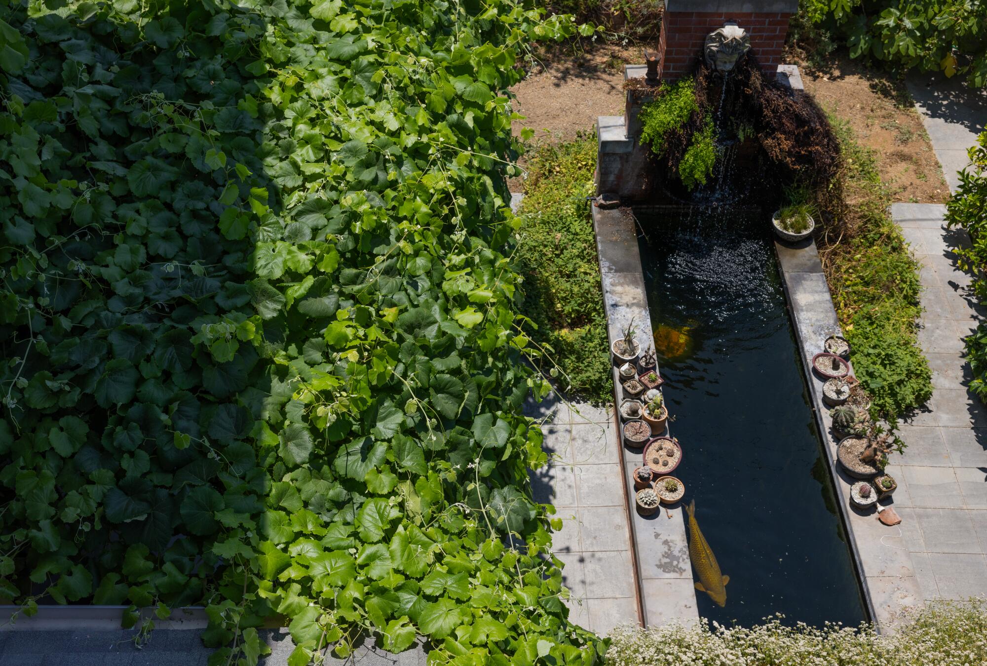 Top view of a koi pond with greenery around it.