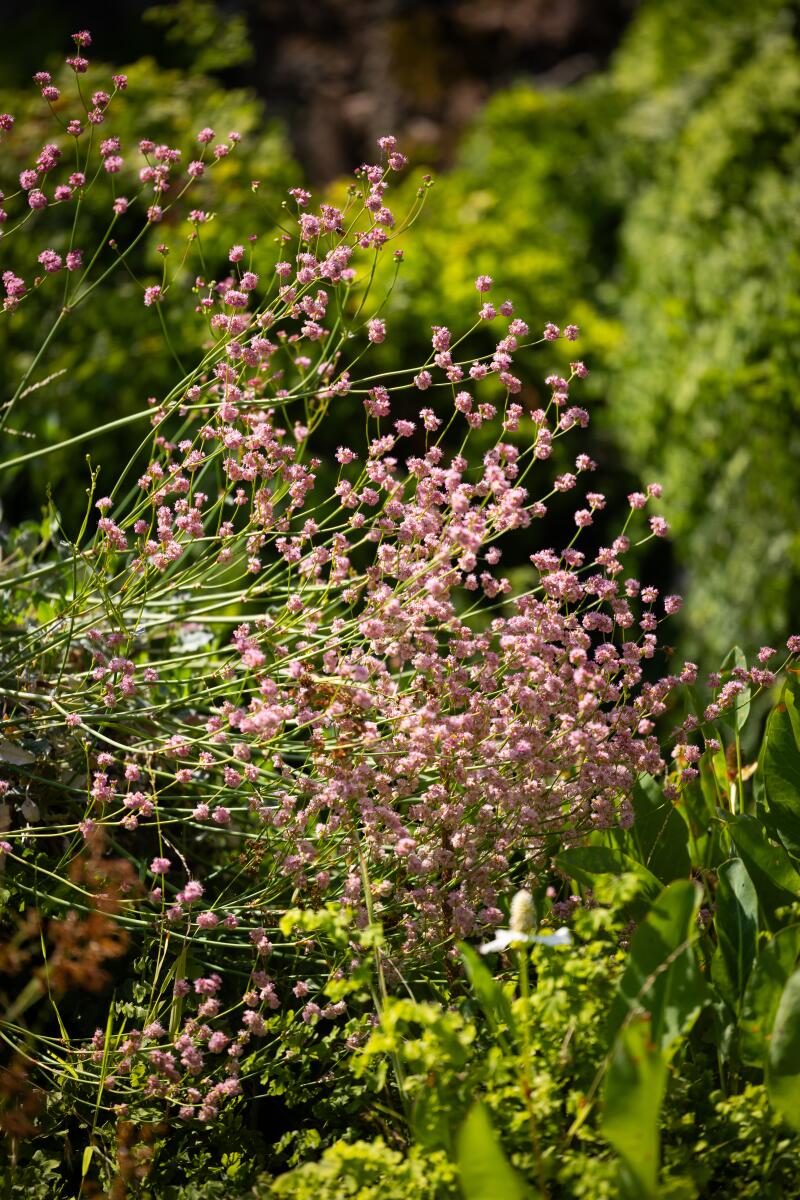 Pink flowers of naked buckwheat.