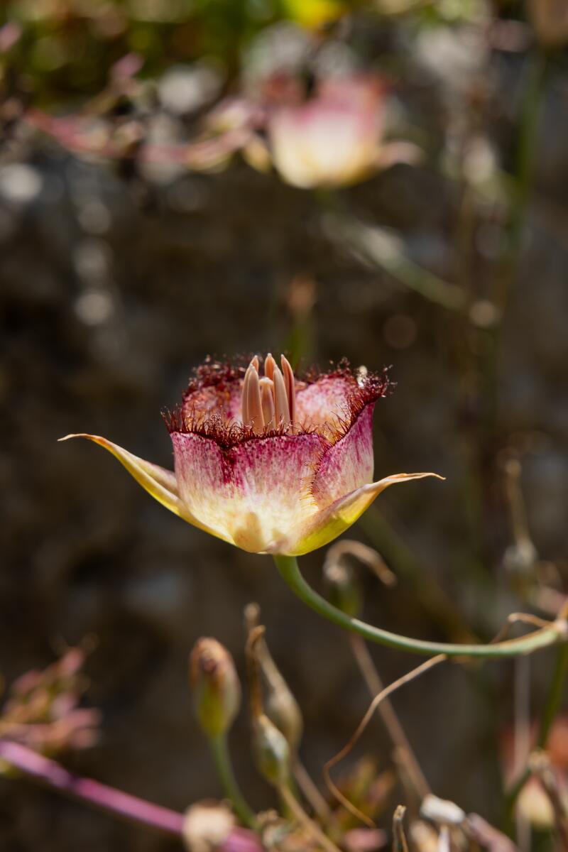 Plummer's Mariposa Lily.