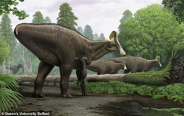 Hadrosaurs are a large family of giant plant-eating dinosaurs - including at least 61 identified individual species and possibly hundreds of unique species that once roamed the Earth, according to experts.  The hadrosaurs above are an artist's reconstruction of a Russian find