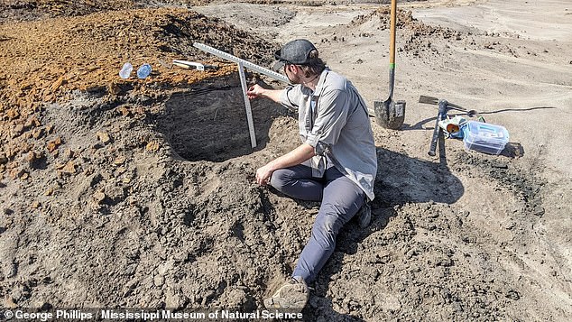 The most complete dinosaur fossil ever discovered in Mississippi is now known to be from the hadrosaur family — but only 15 percent of them have been safely recovered.  Researcher Derek Hoffman (above) turns to 3D forensic analysis of bones to determine the exact species of hadrosaur