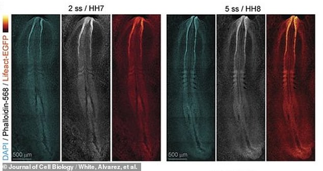 The researchers - molecular bioscientists from the University of Queensland in Australia - report that these new videos could soon help modern medicine understand congenital birth defects and how to correct them.  Above, images of the early spine and brain formation of the embryo