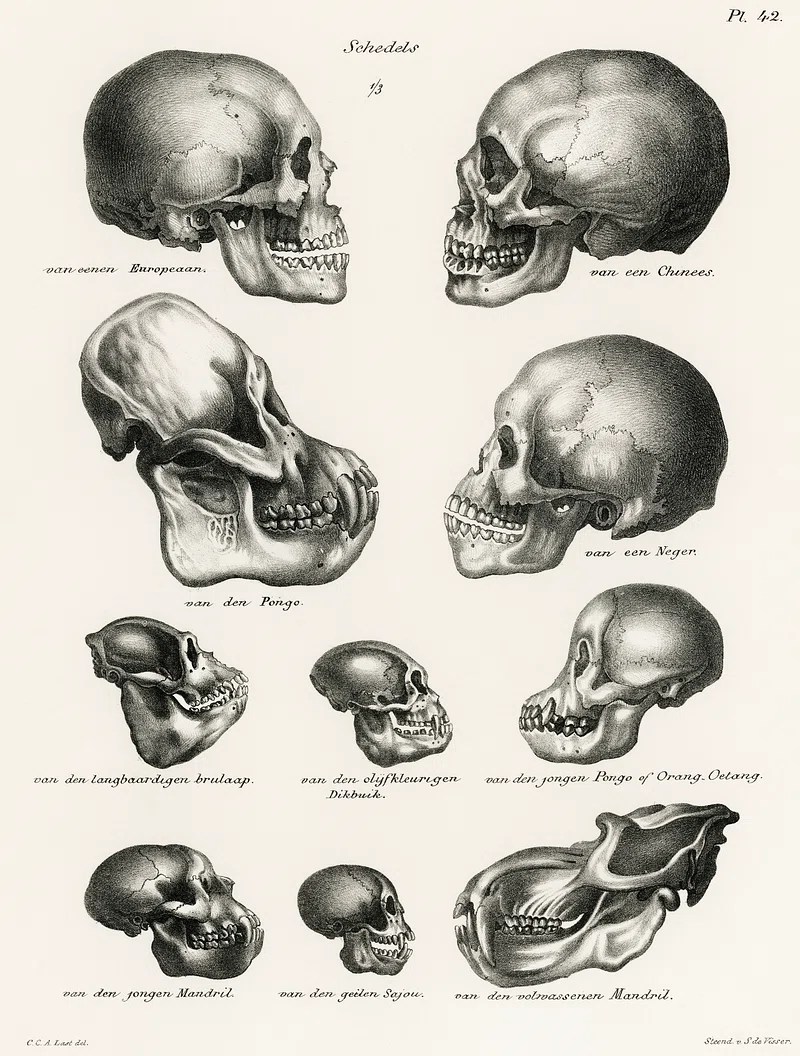 Illustrations of various primate skulls, including humans, showing comparative anatomy as humans arose.